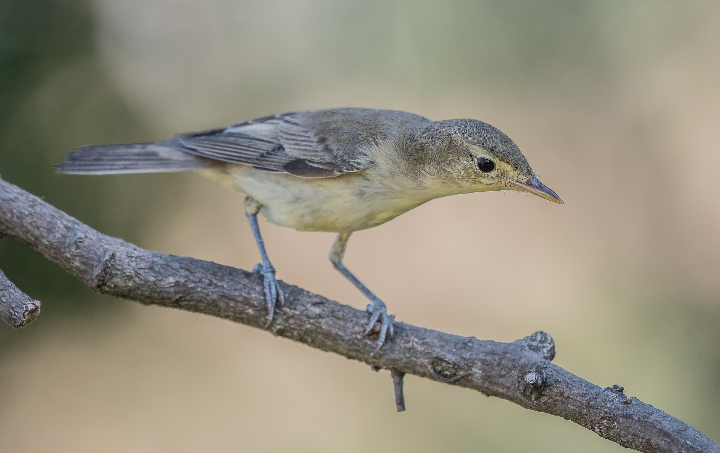 melodious warbler