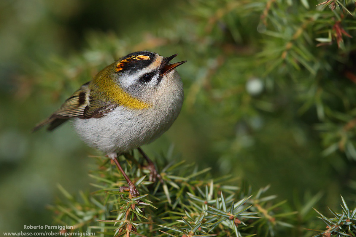 Firecrest
