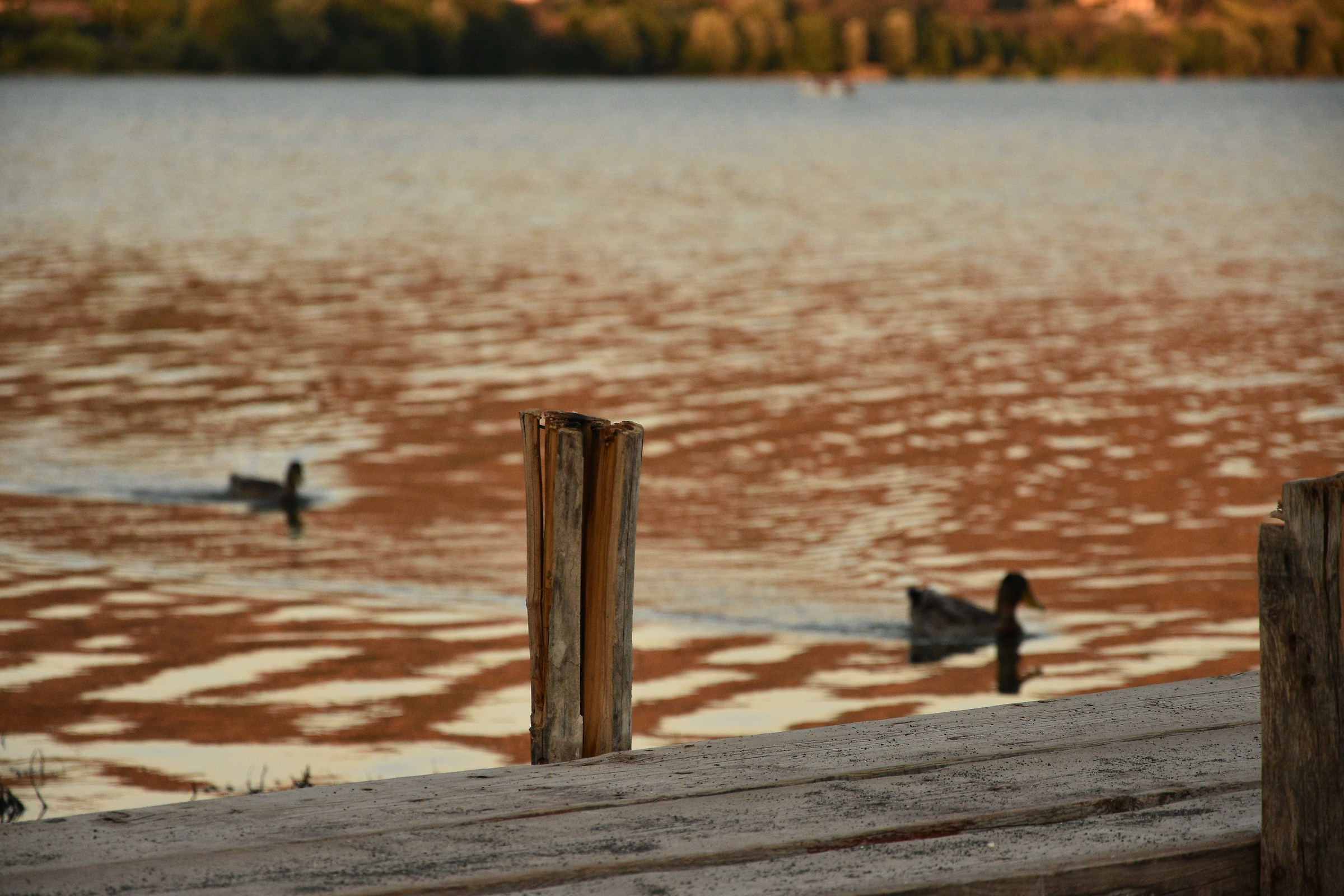Le acque calme del pontile