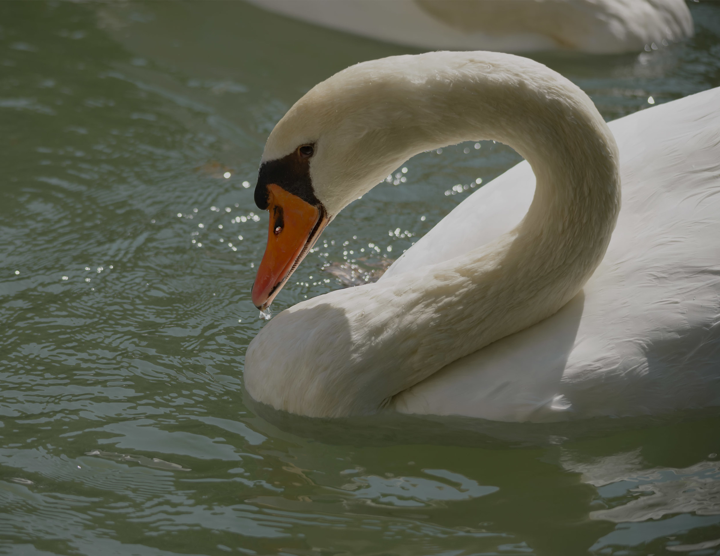 Detail of the Cignio