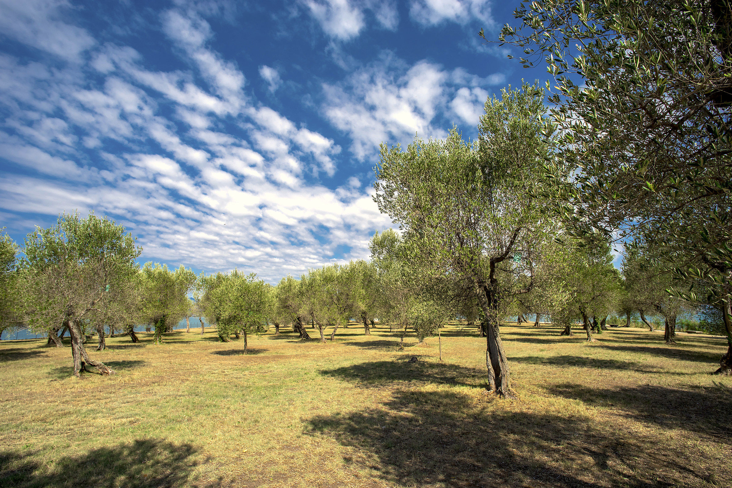 Sirmione - gli ulivi alle Grotte di Catullo