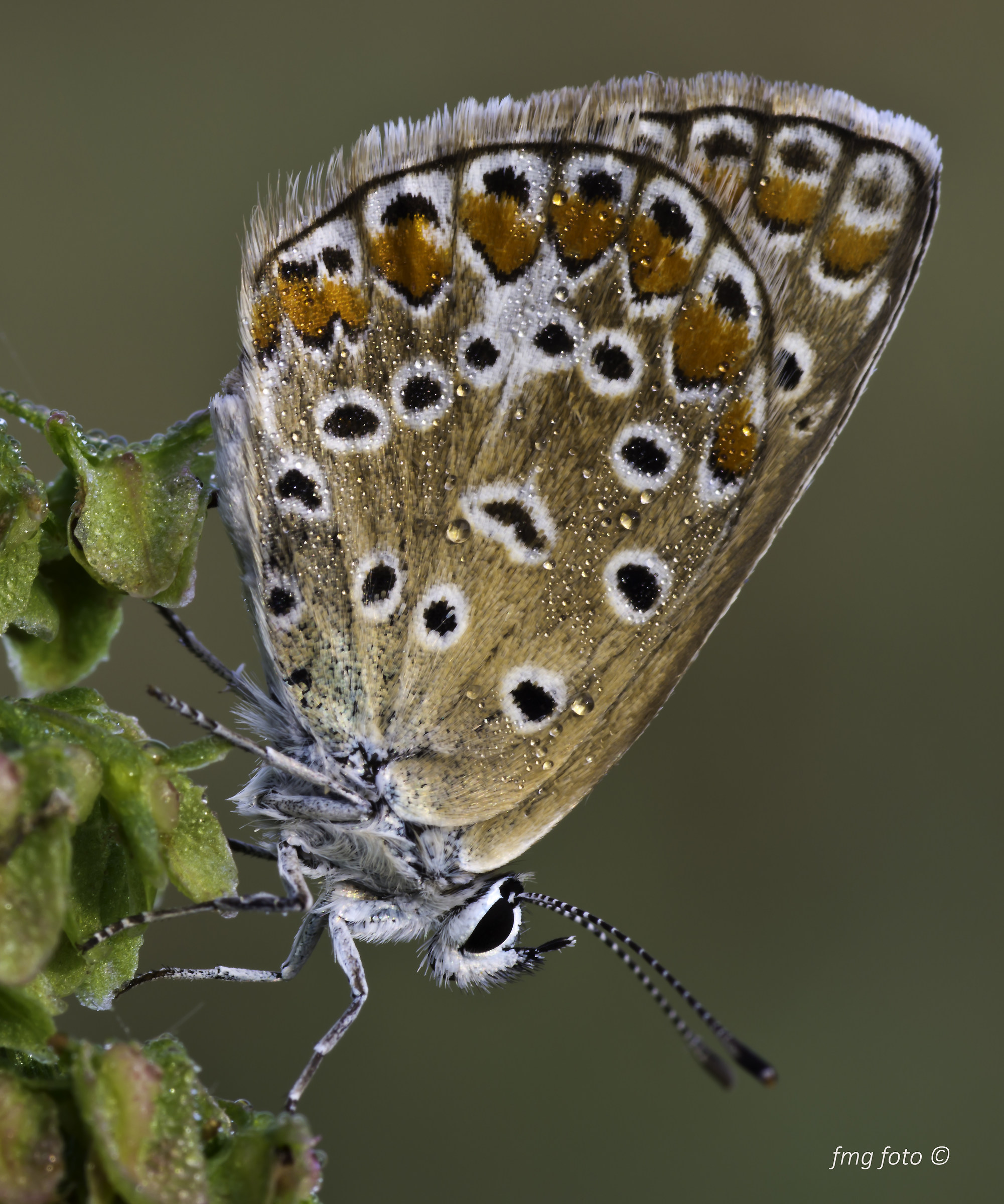 Polyommatus icarus