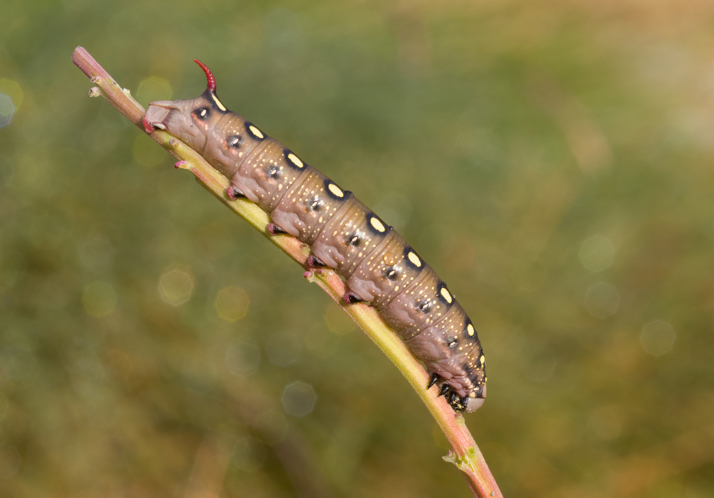 Bruco di sfingide