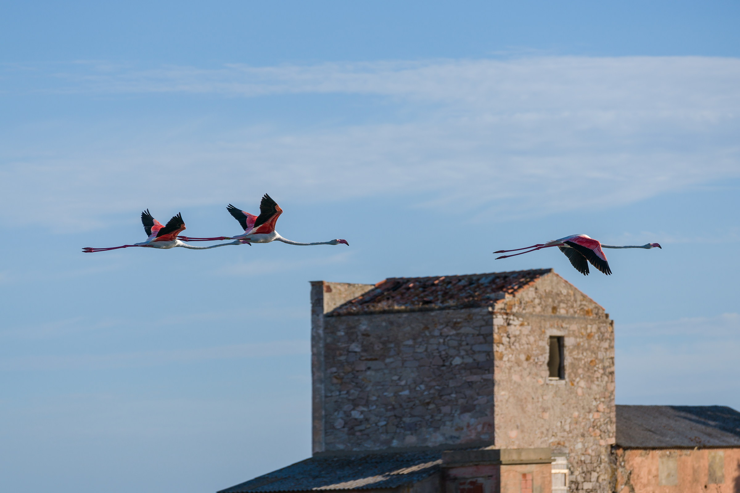 Fenicotteri alla salina di Sant'Antioco