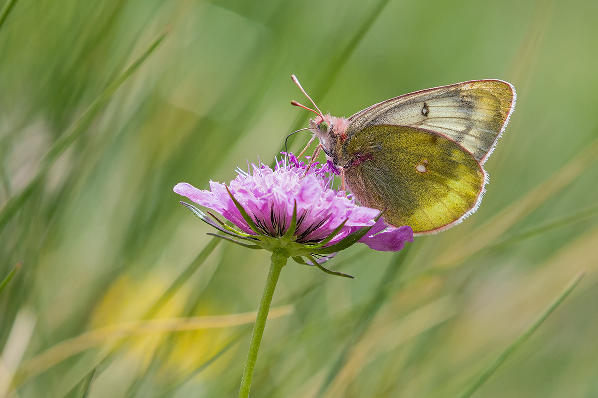 Colias paled
