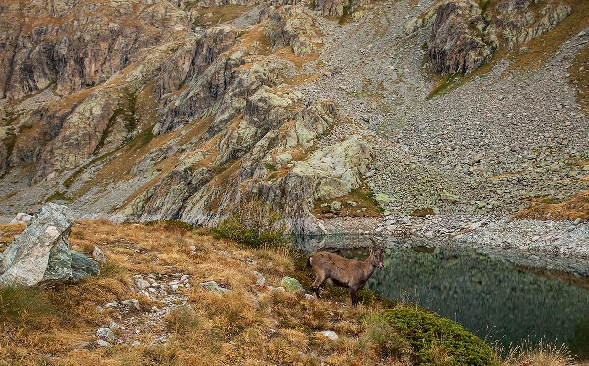 Suede at le lac vert