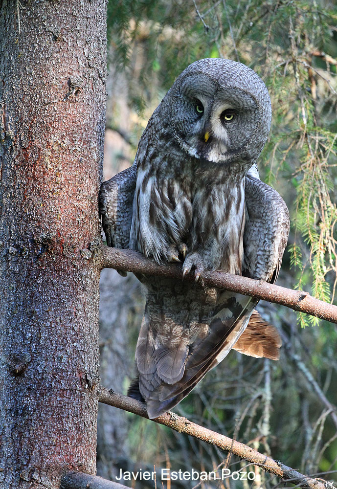 Great Grey Owl