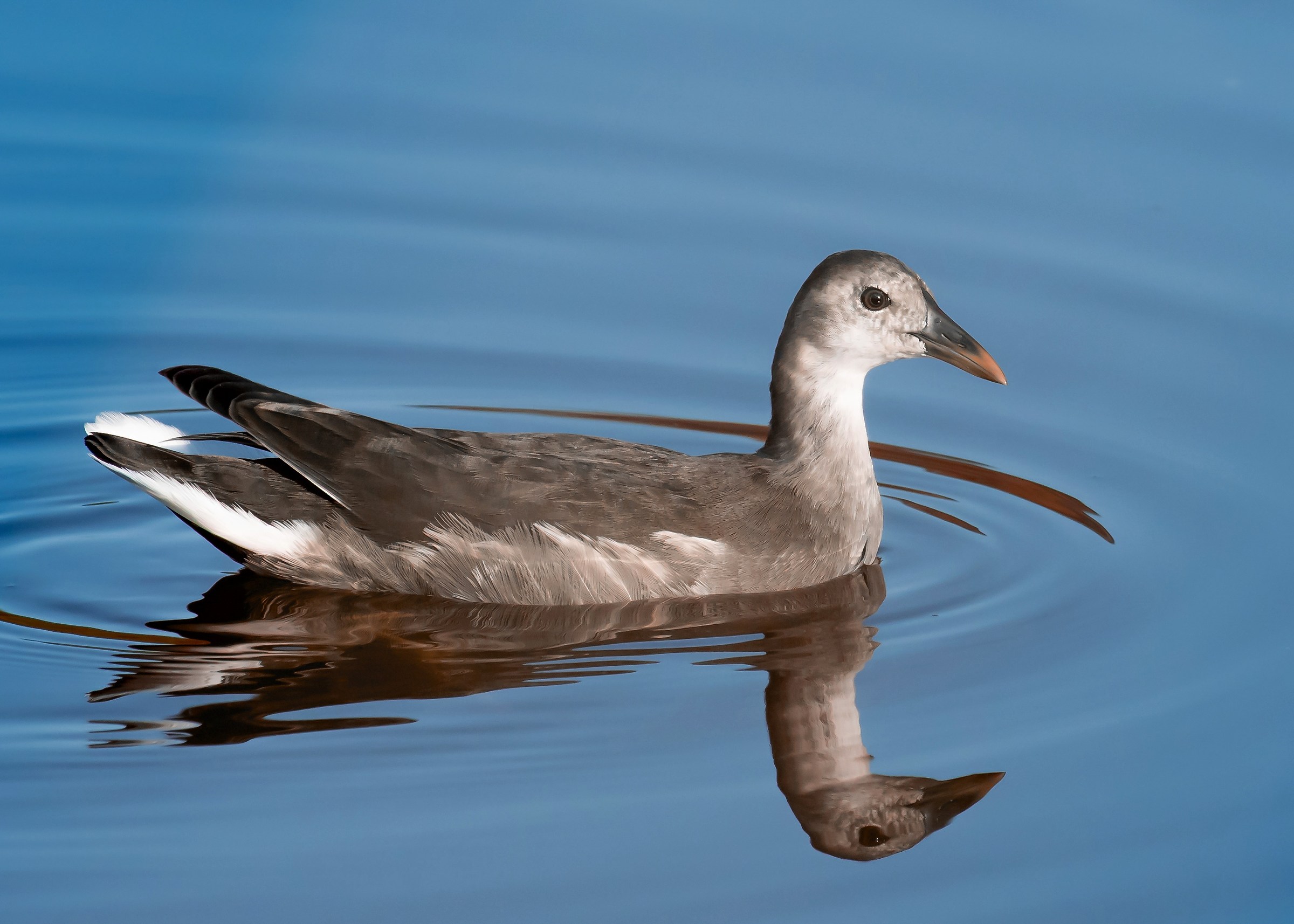 Young Gallinella d'acqu