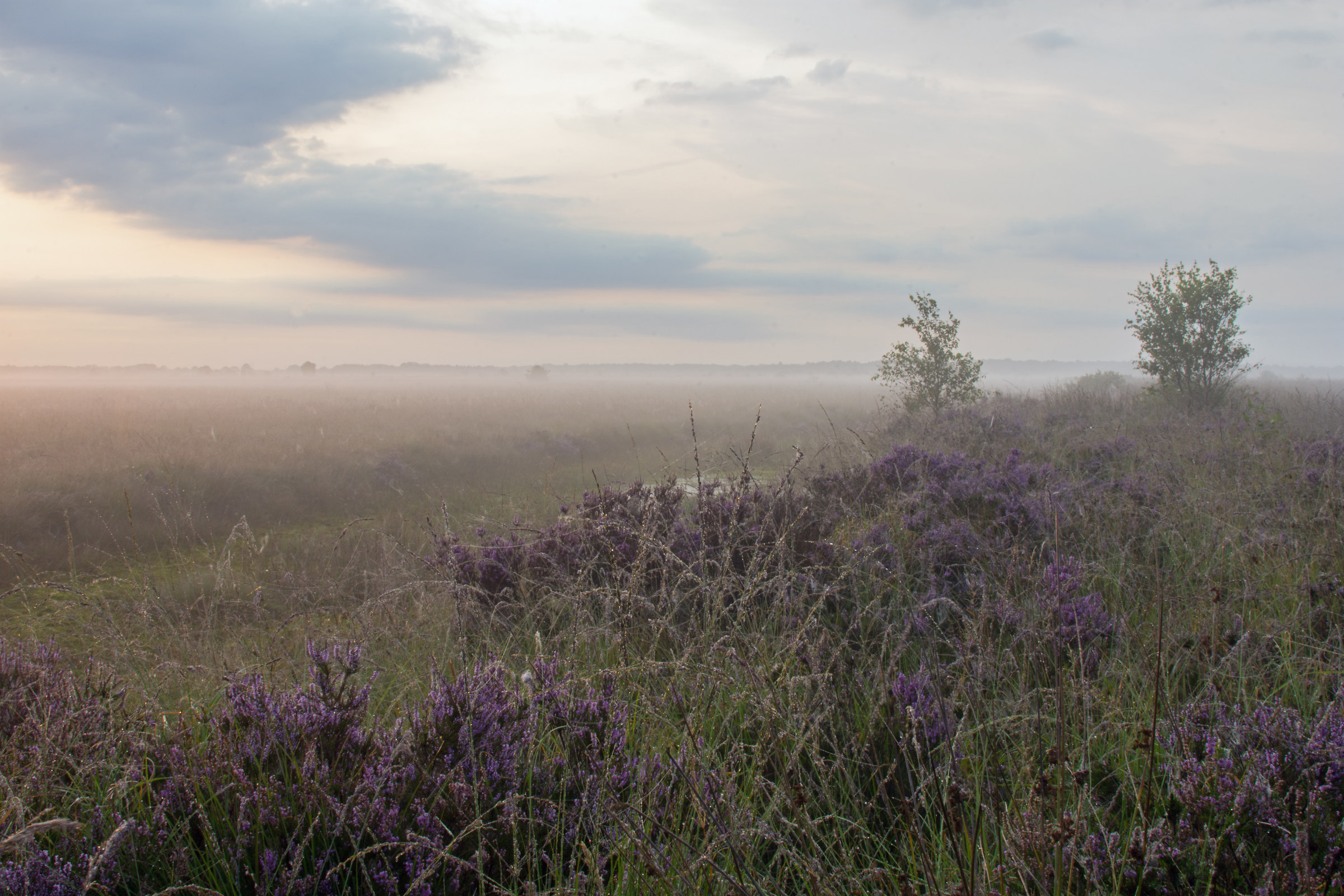 Fochteloërveen, The Netherlands
