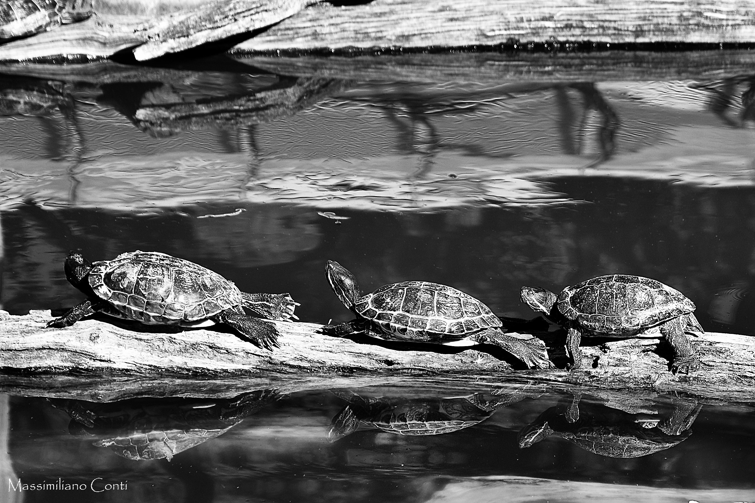 La lentezza delle fila