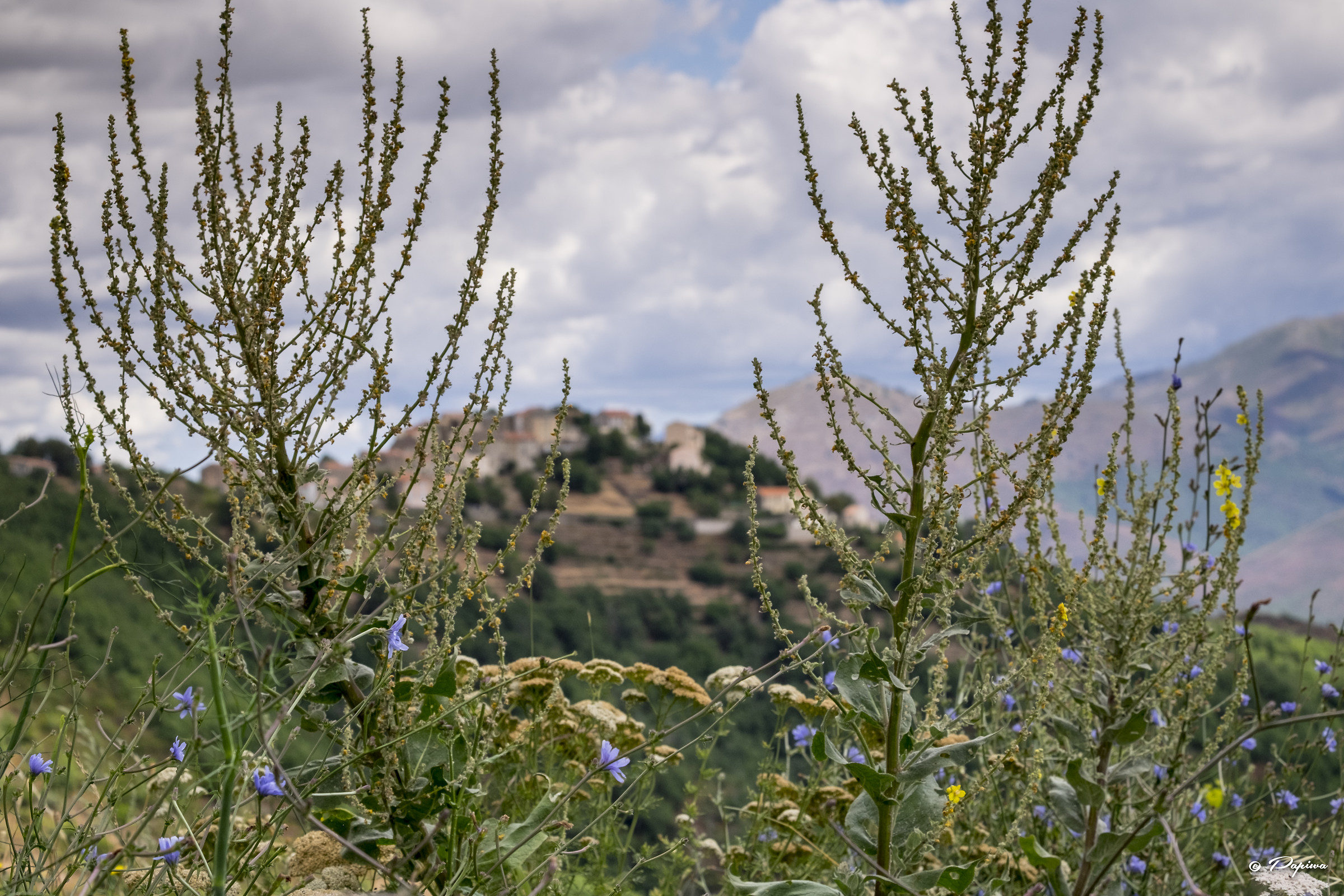 Parco Regionale della Corsica