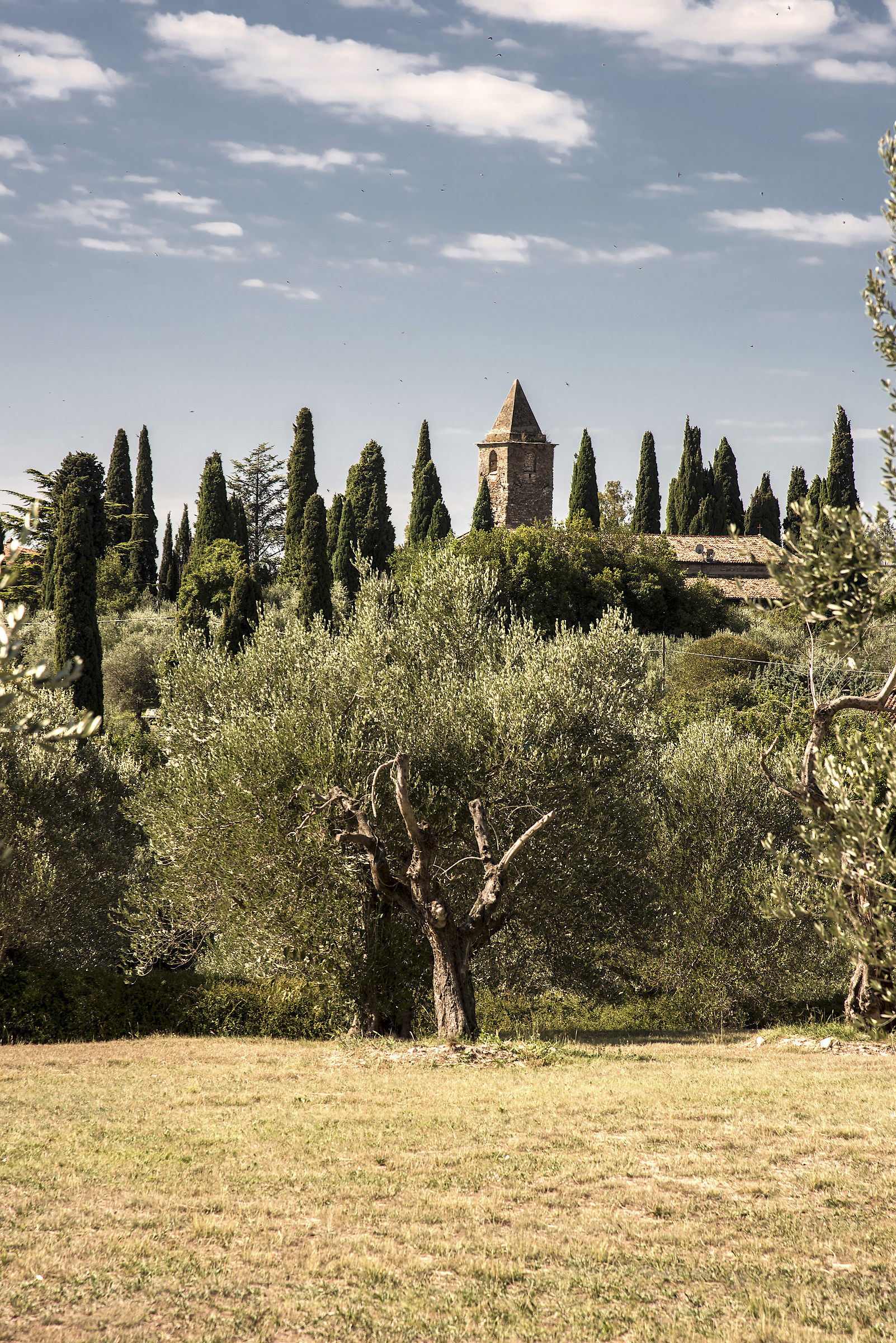l'ulivo del Garda - Sirmione