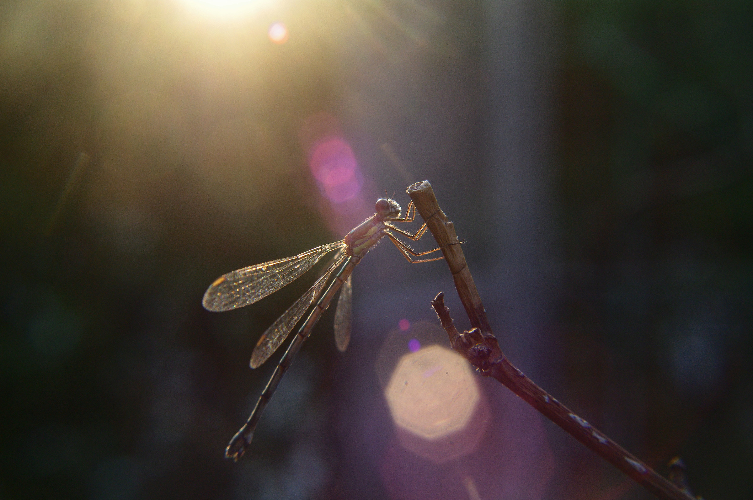 Dragonfly001