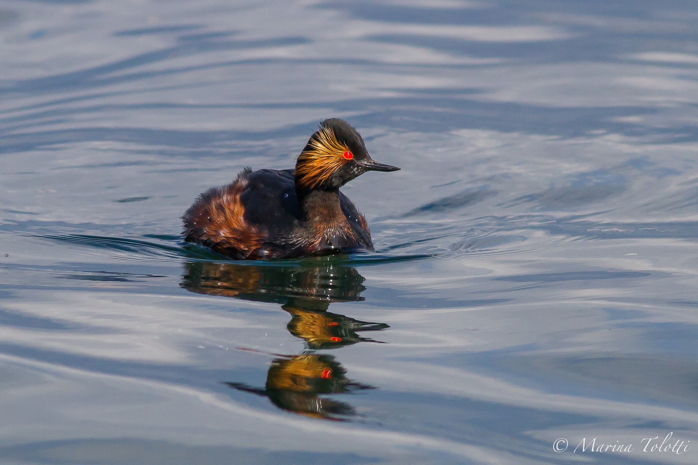 The Black-necked Grebe