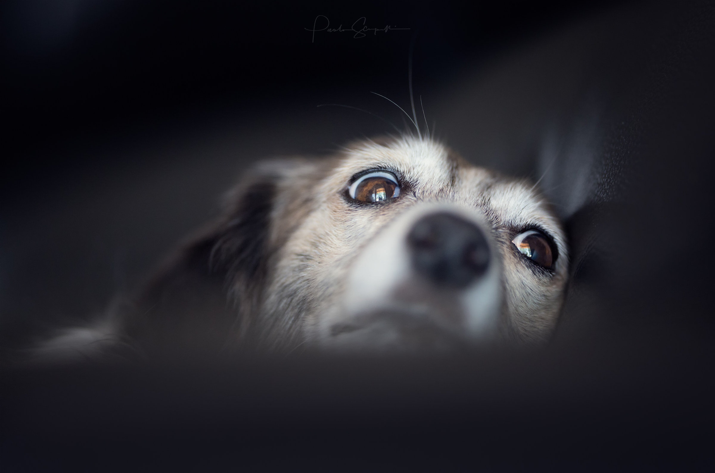 Can che dorme non morde!