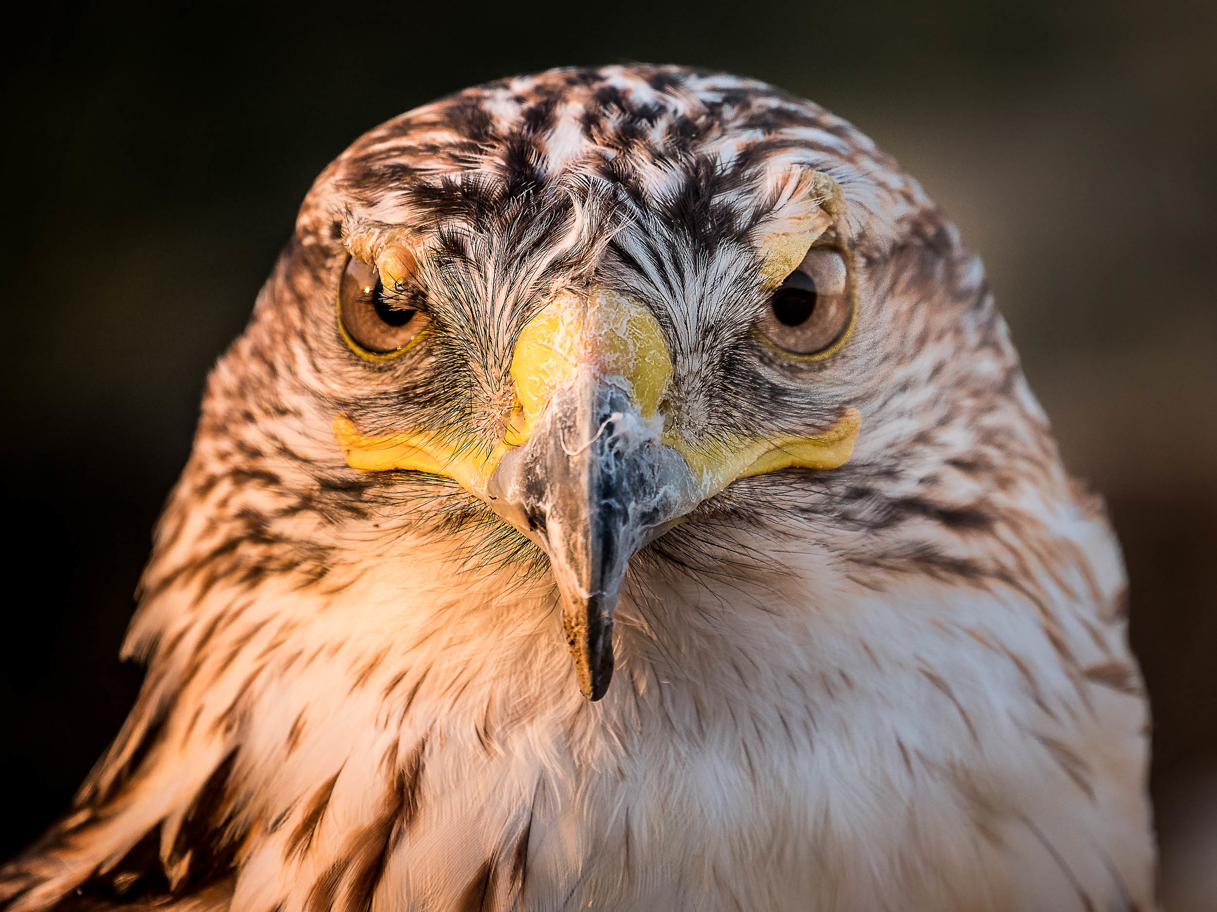 Falco ( in cattività -- Pollino -- )