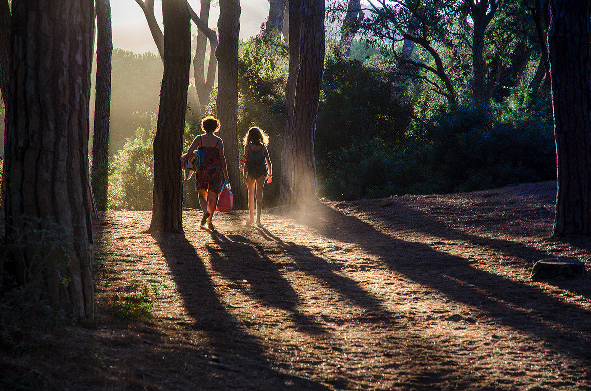 Crossing the pine forest