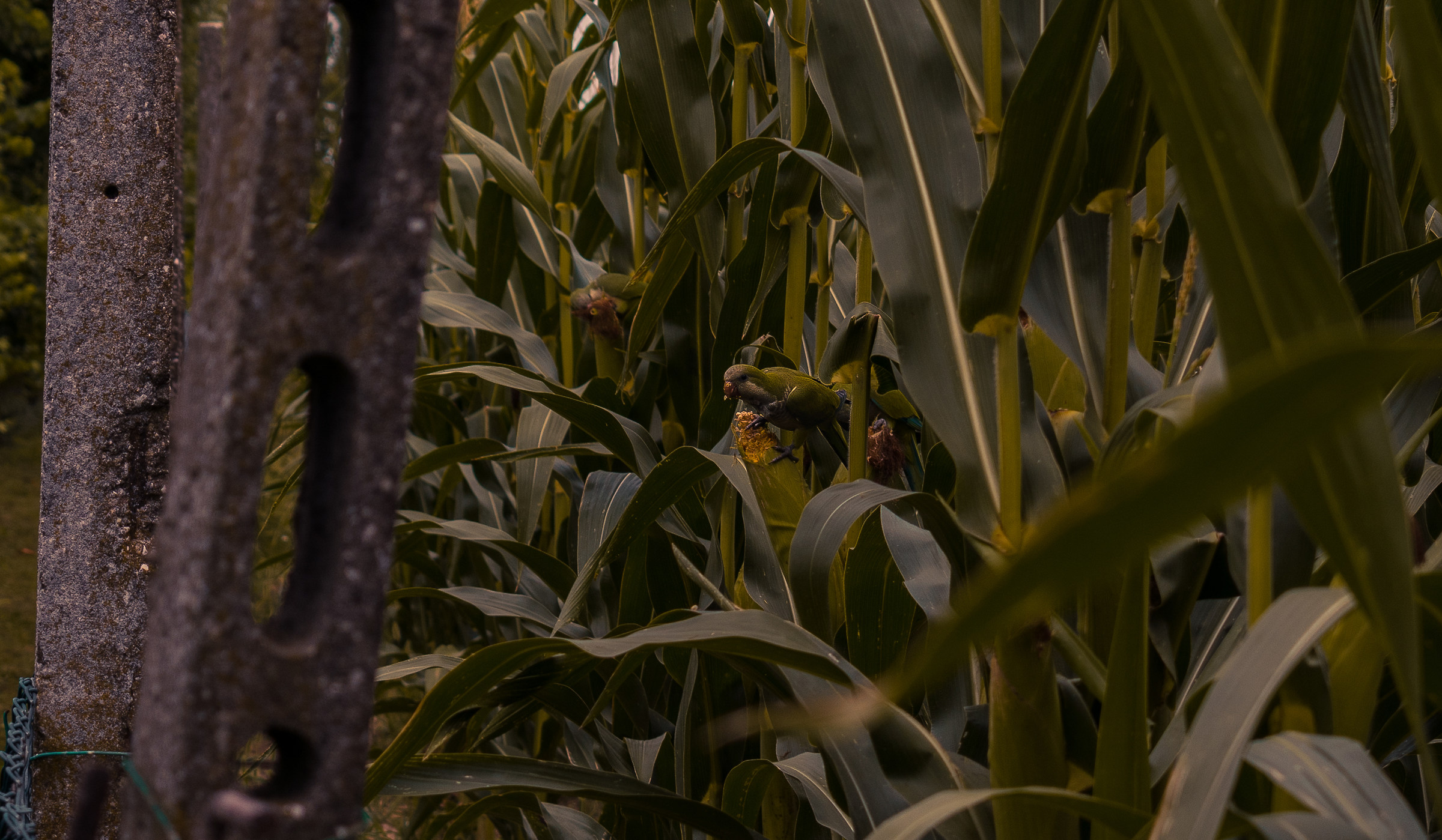 Polenta e pappagalli