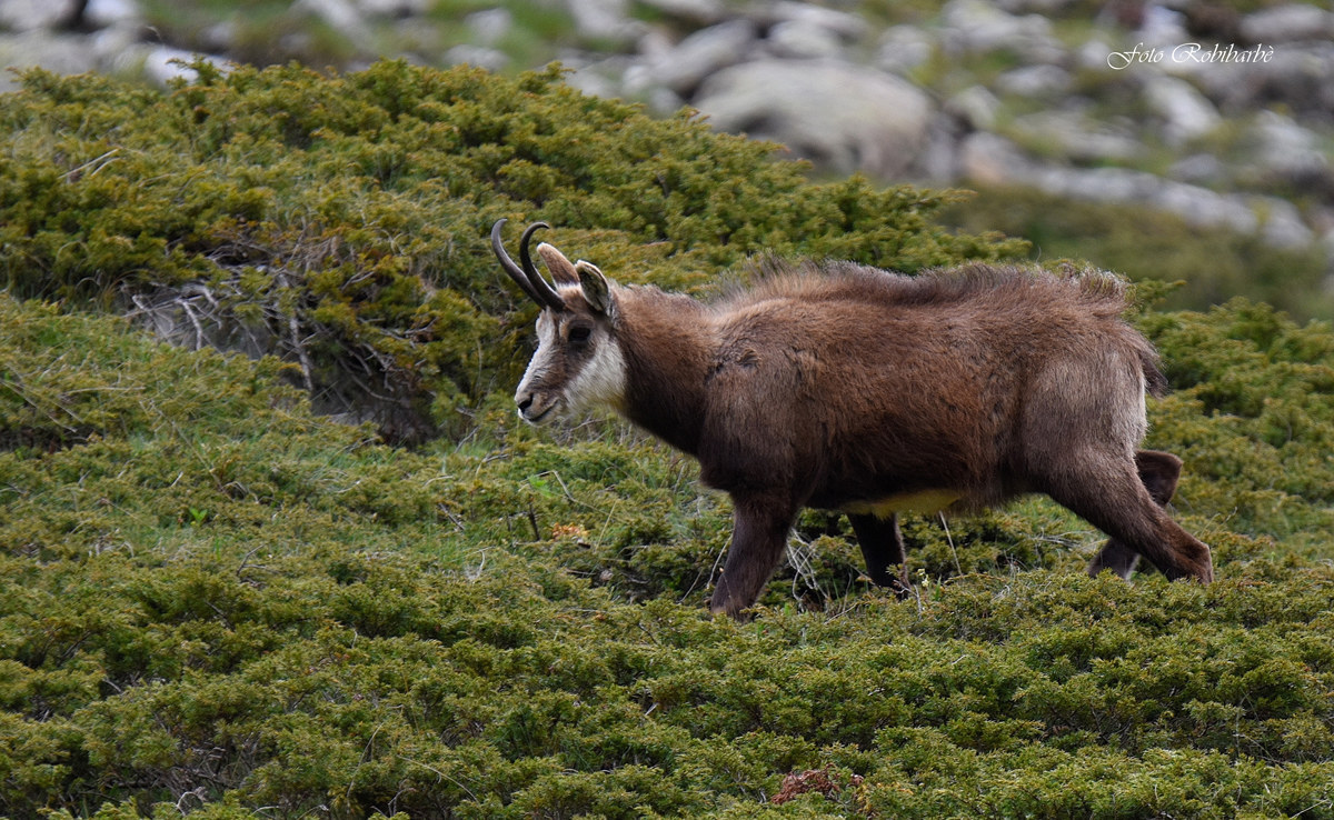 The Chamois on the juniper ...