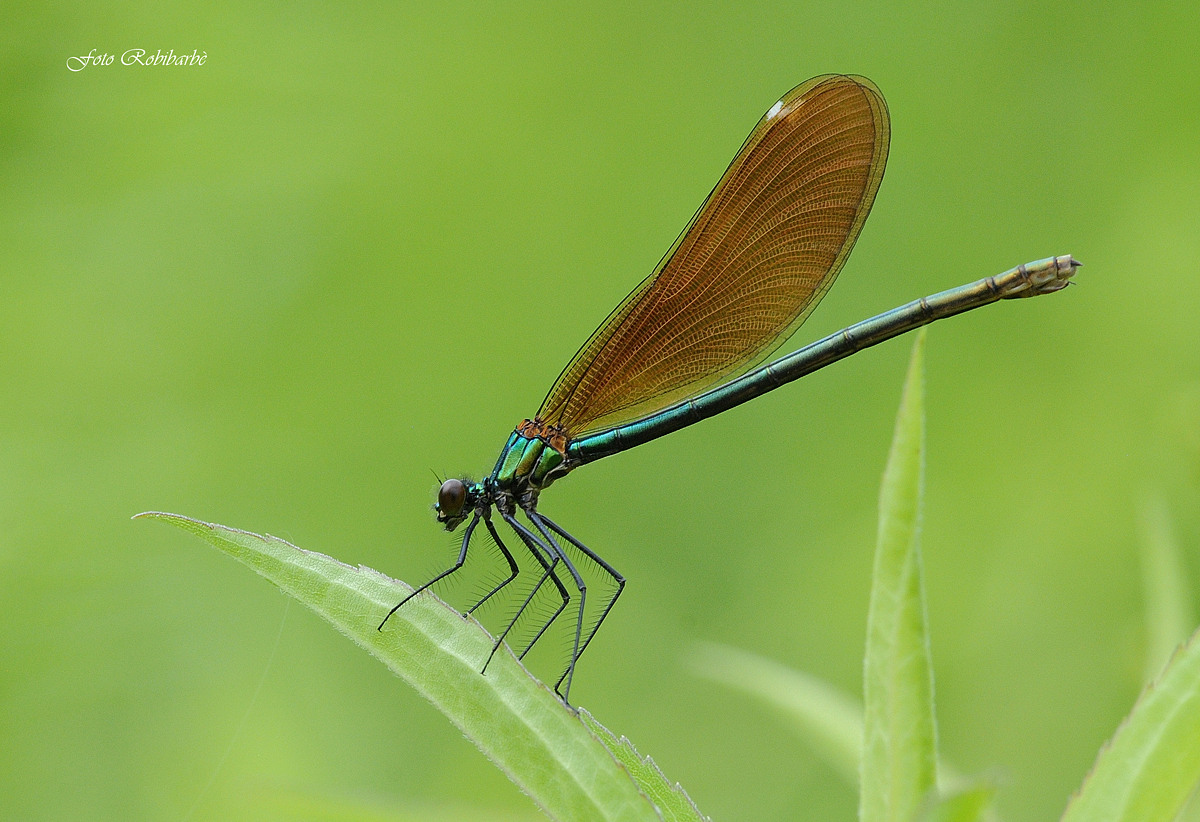 Soffice...soffice...