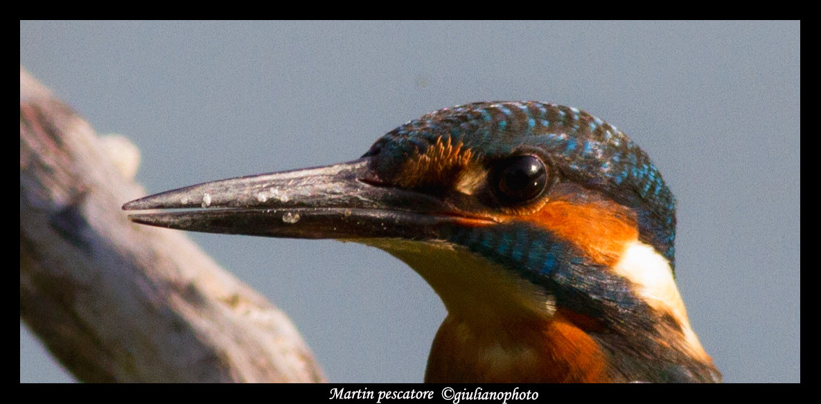 Kingfisher