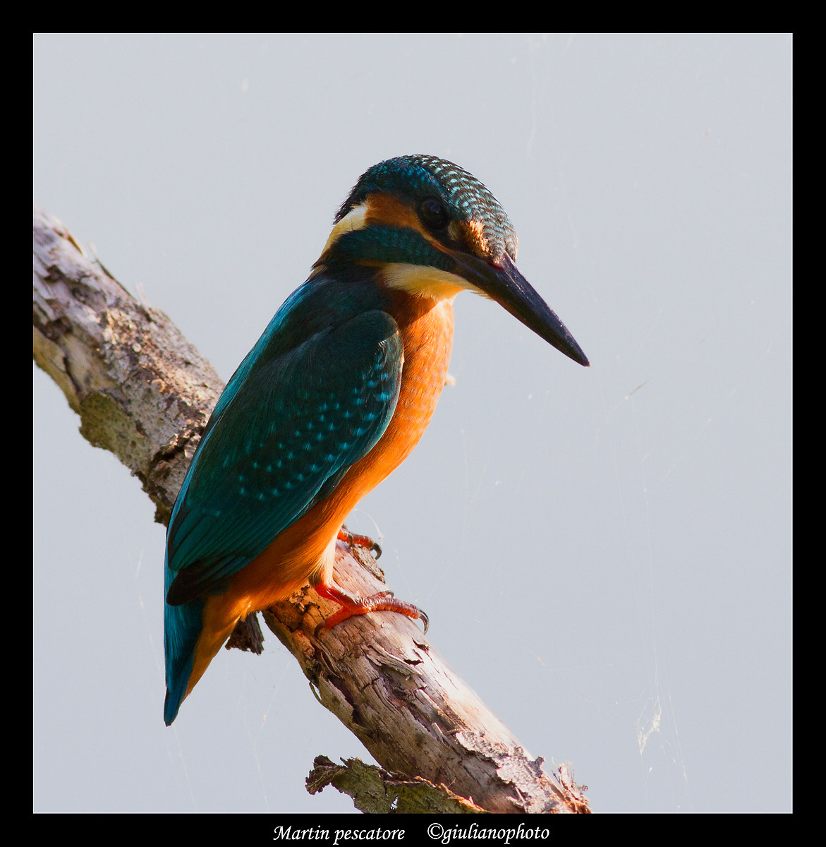 Kingfisher