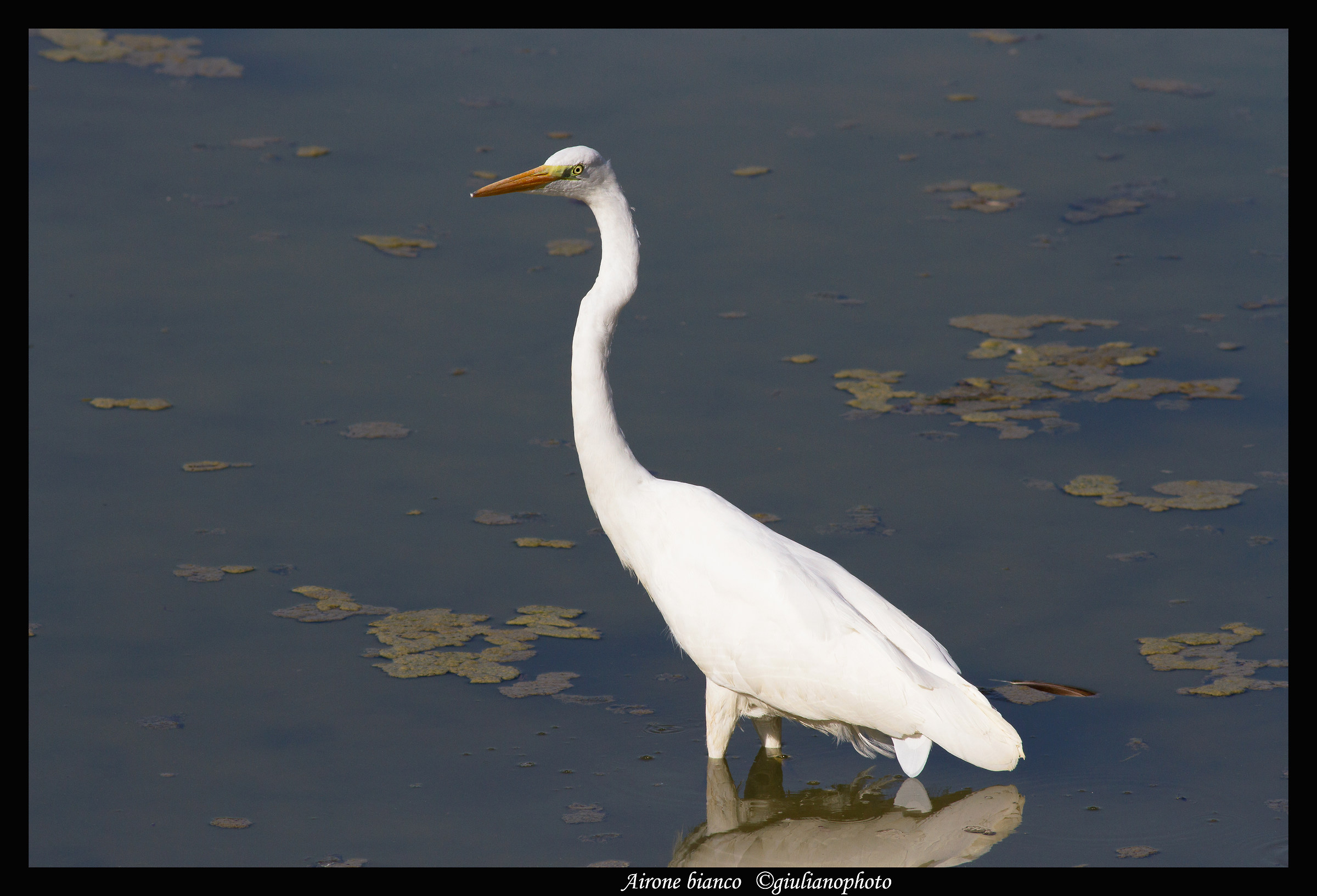 White heron