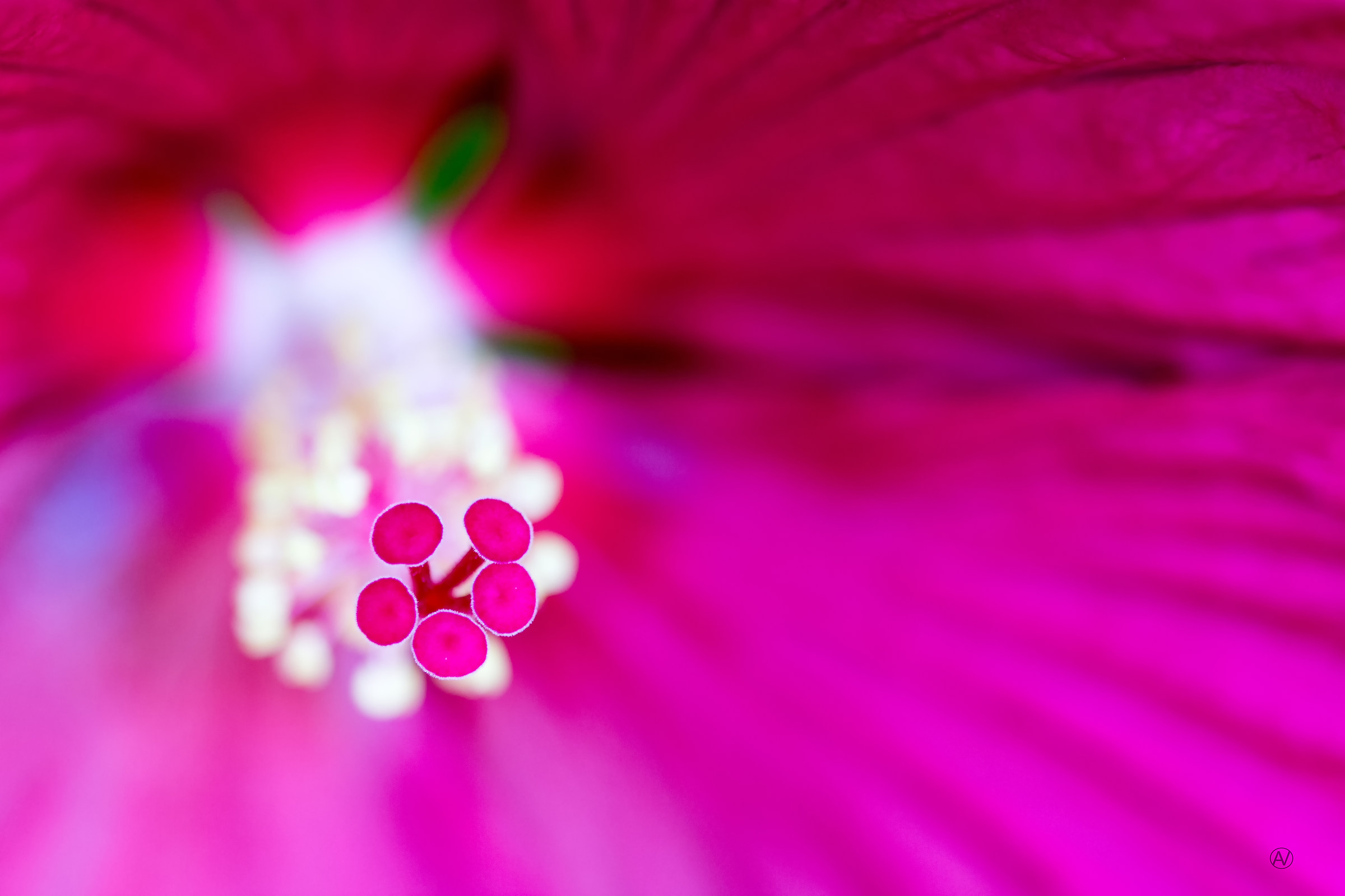 Hibiscus