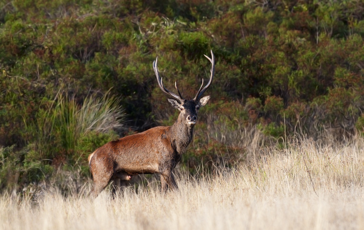 Sardinian deer