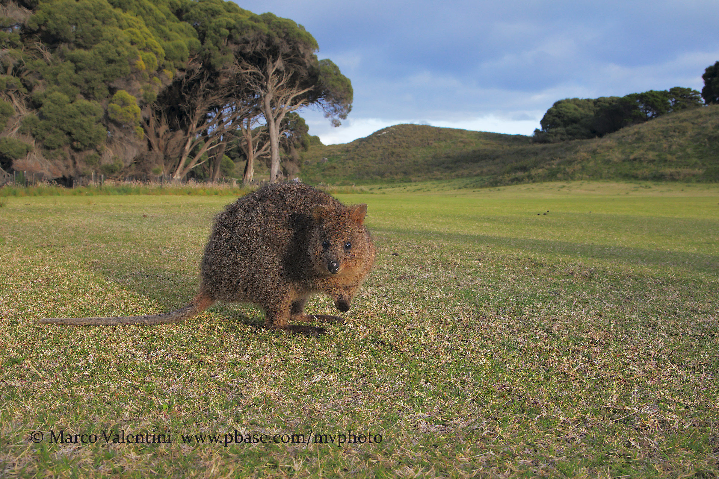 Quokka