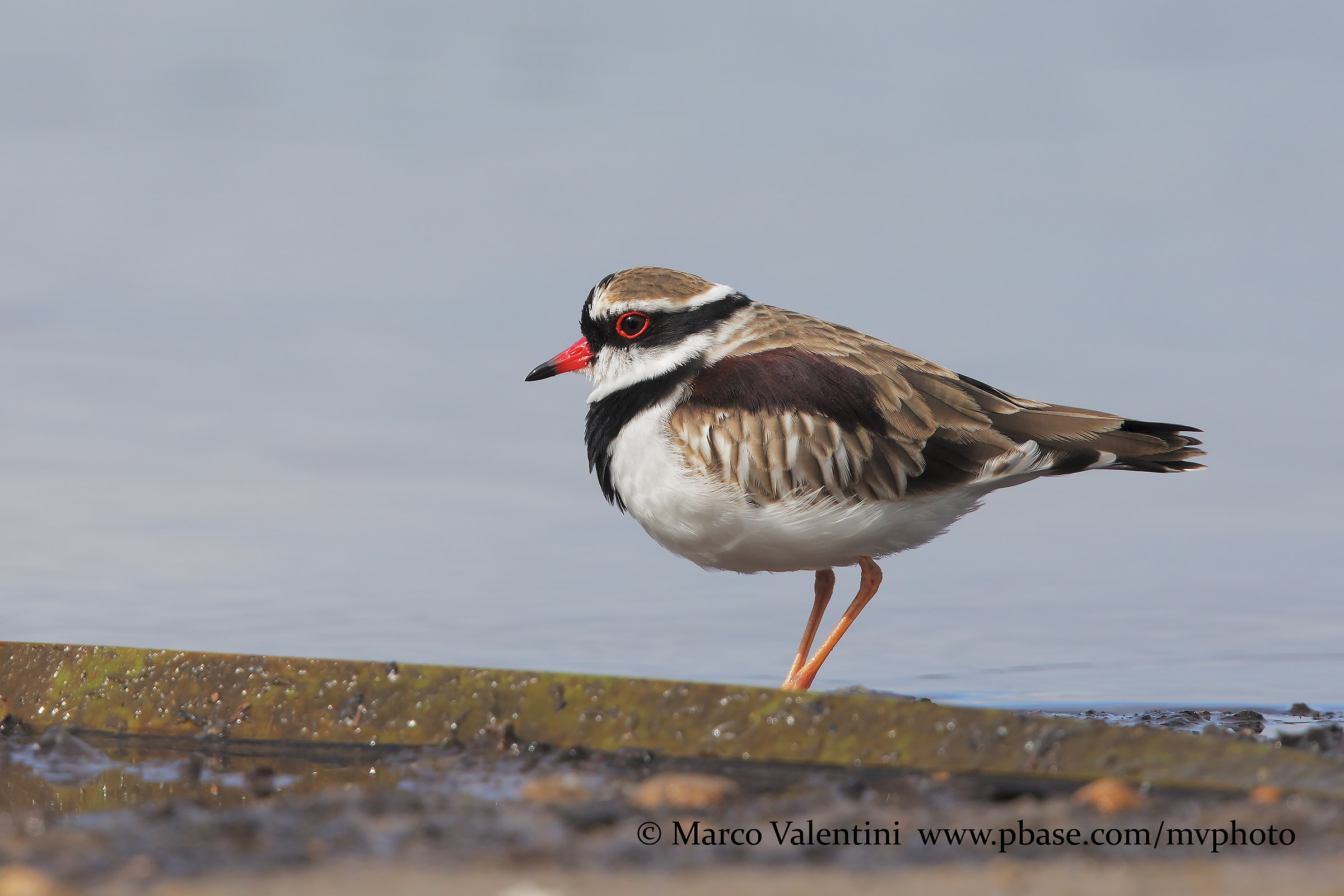 Black-fronted dotterel - Corriere frontenera