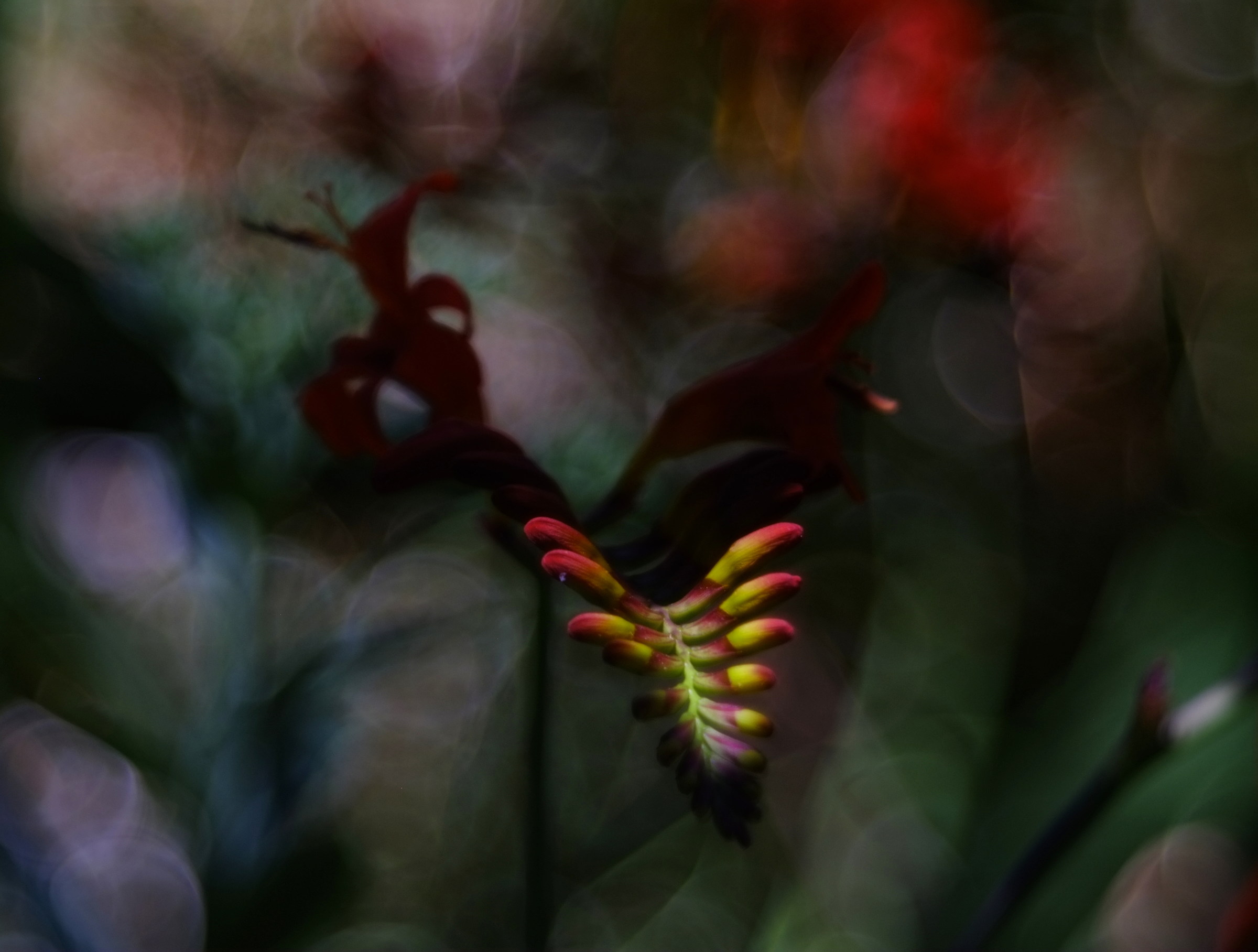crocosmia2