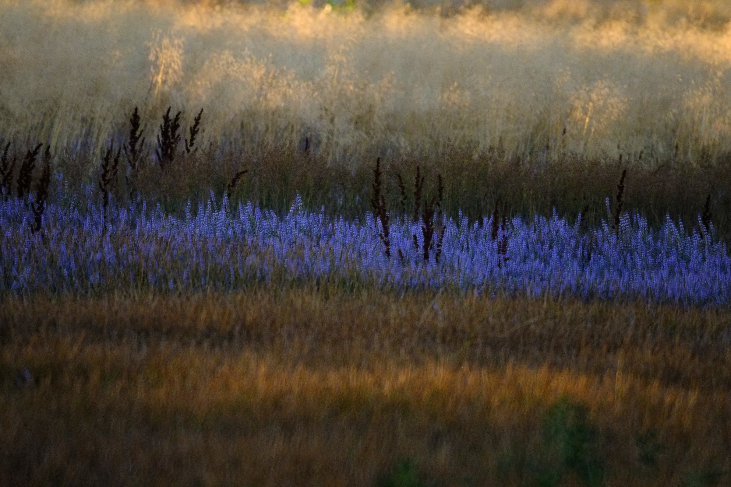 Le zone umide di euforia