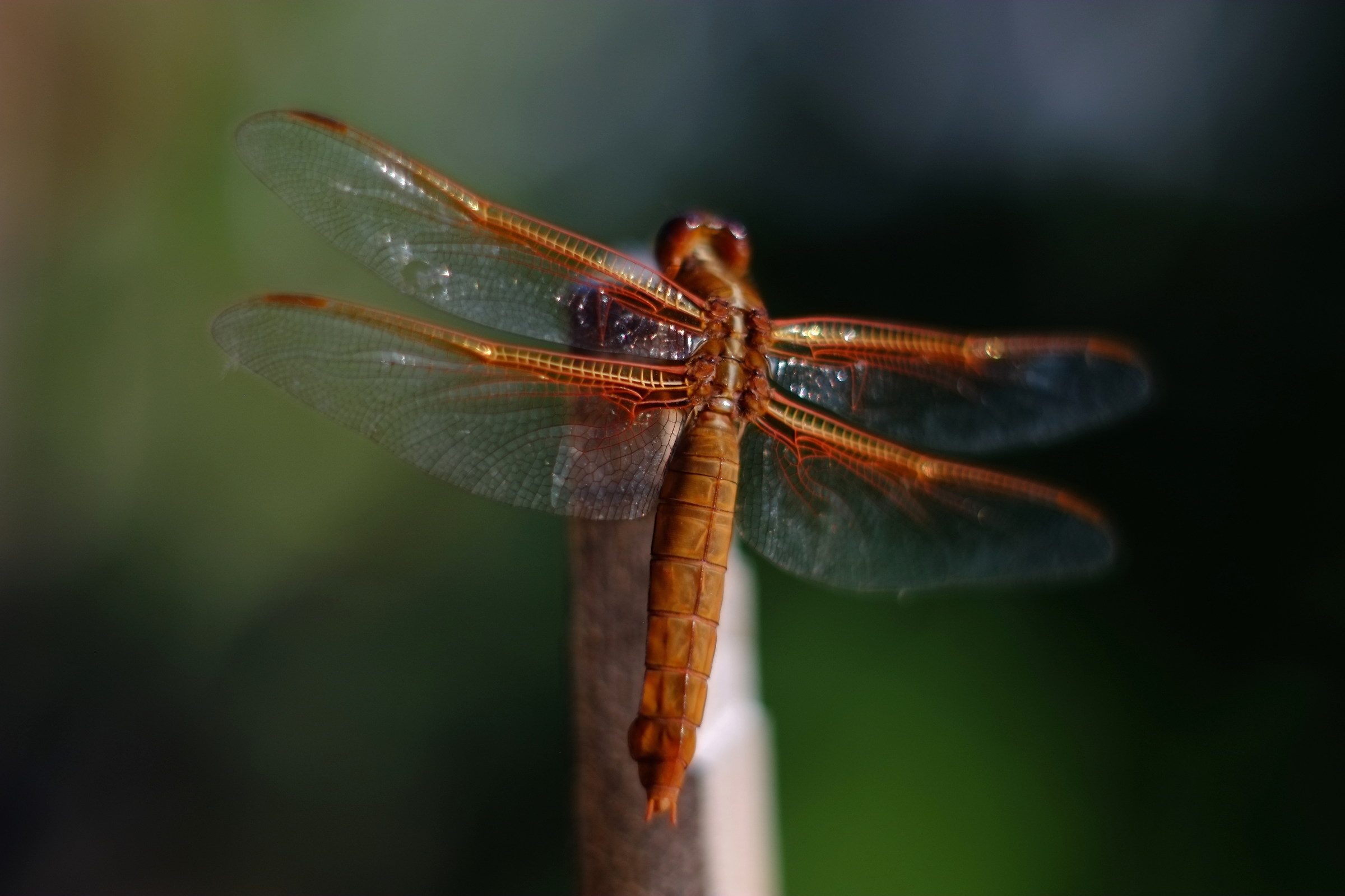 Visitatore del giardino