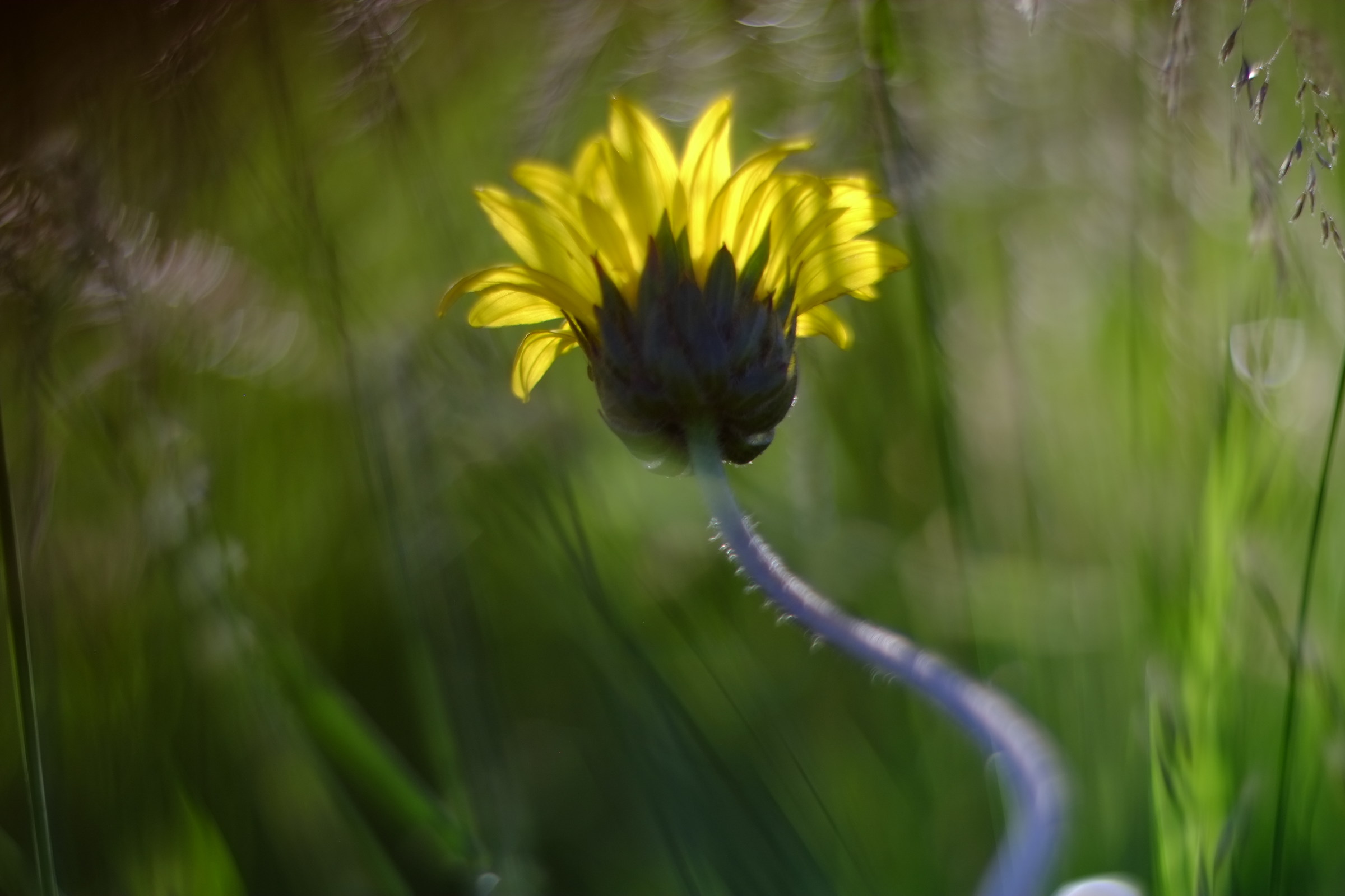 Fiore di orecchi di muli