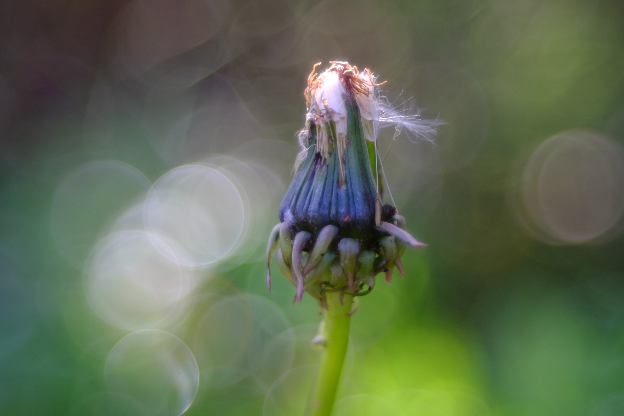 Dente di leone di novembre
