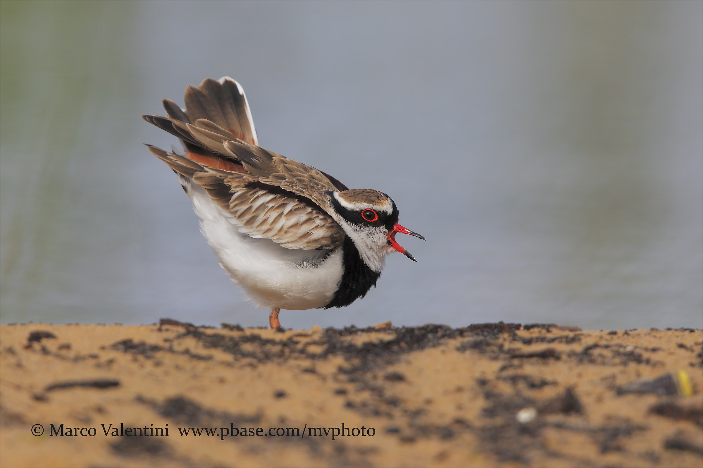 Black-fronted dotterel - Corriere frontenera