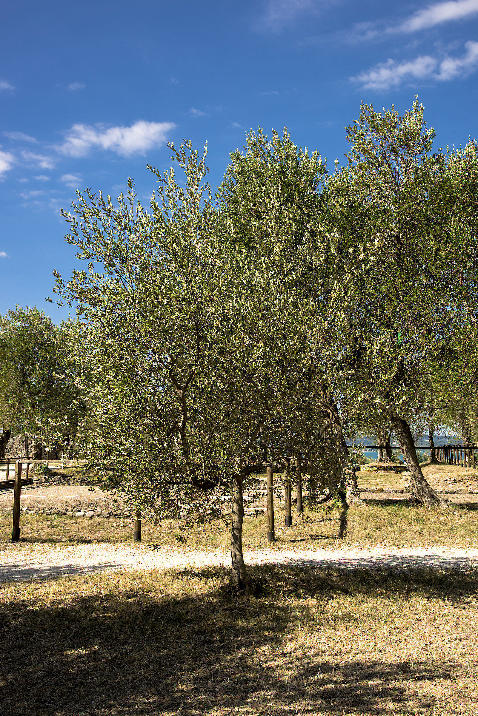 l'ulivo del Garda - Sirmione
