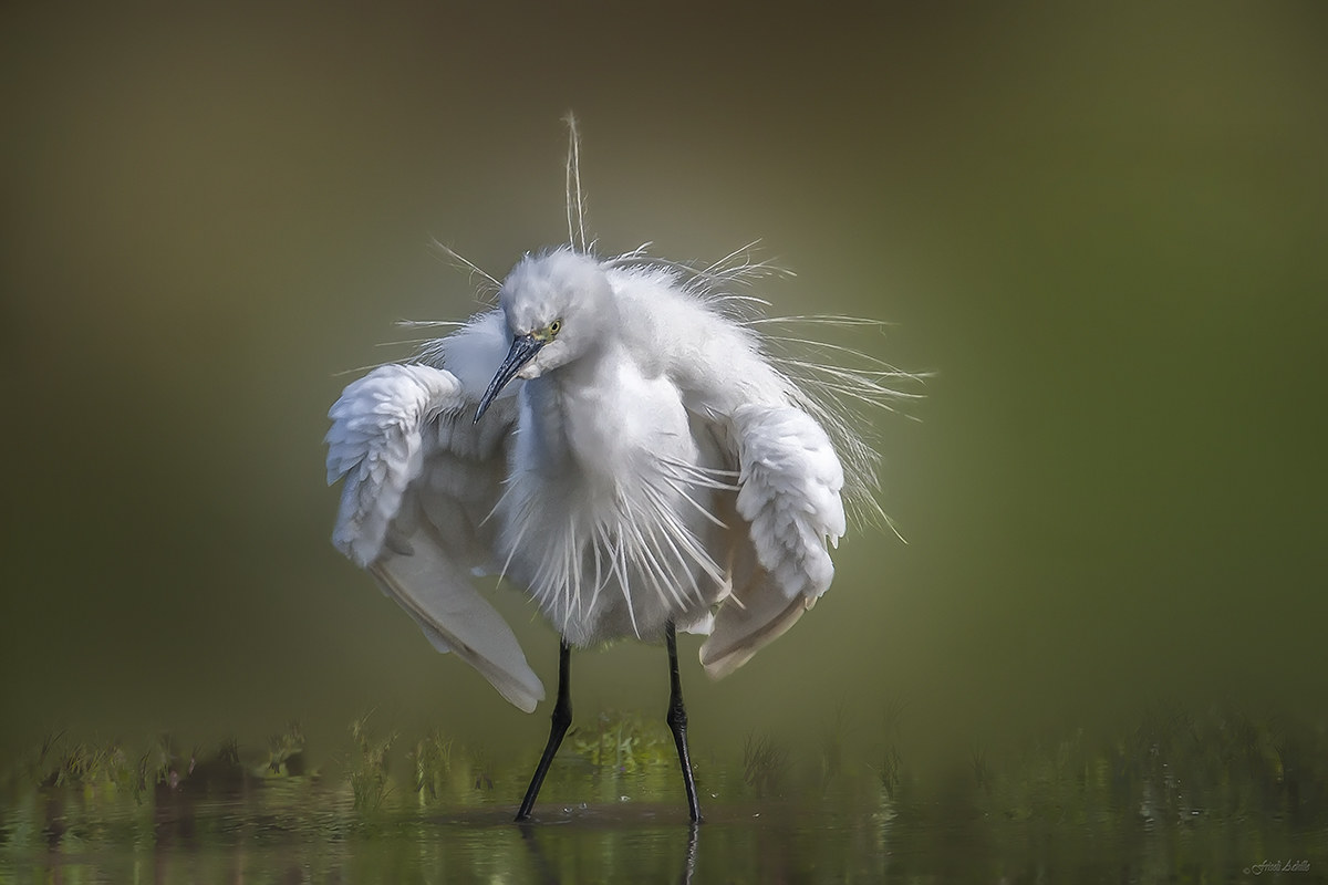 egret