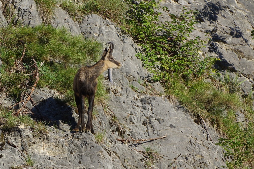 Camoscio (Rupicapra rupicapra)
