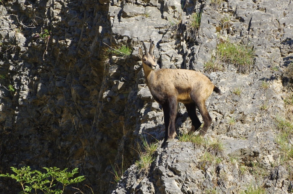 Chamois