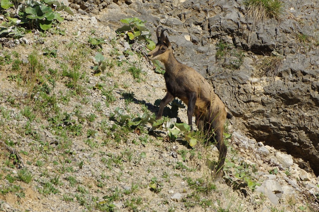 Camoscio (Rupicapra rupicapra)