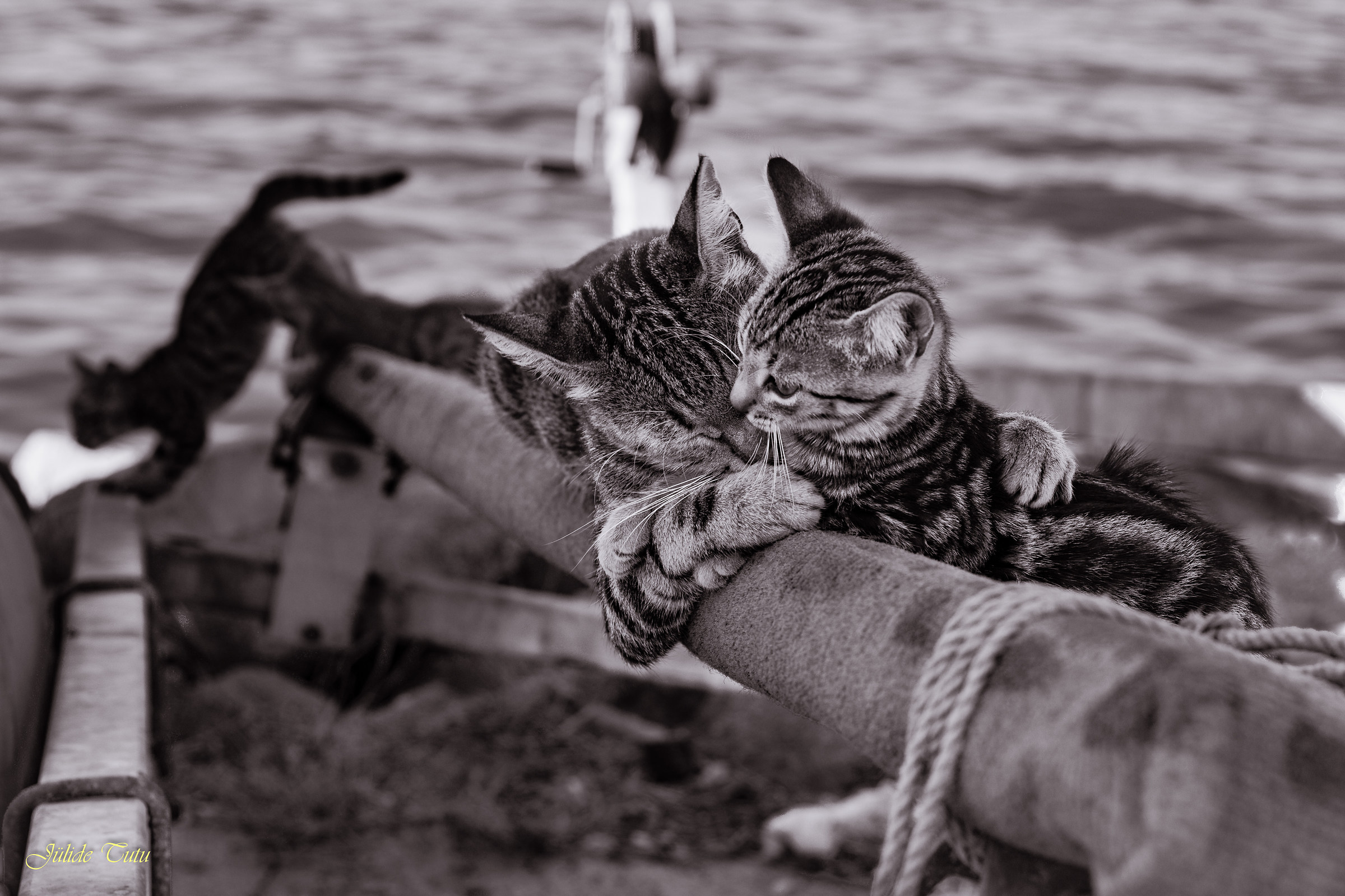 Tenderness of poor mom