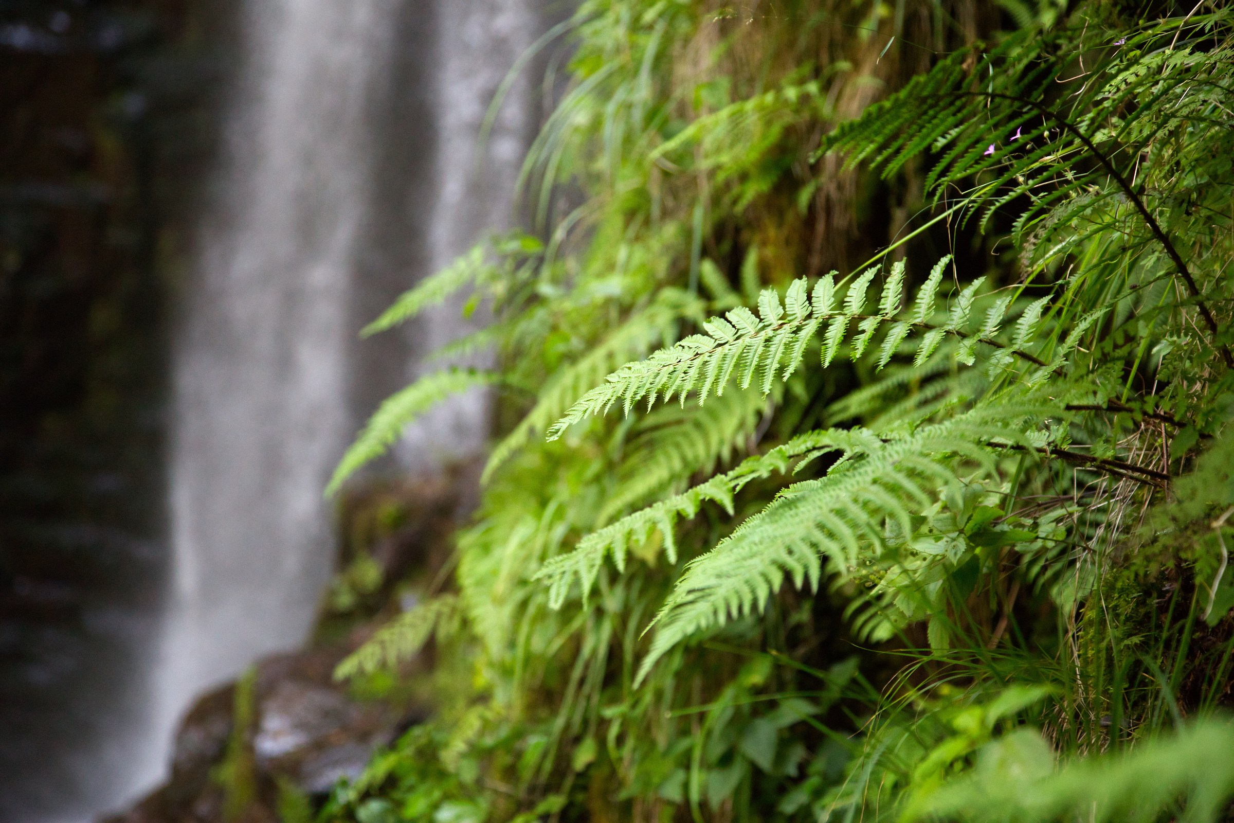 Lupo waterfall, Val di Sembra, Trentino
