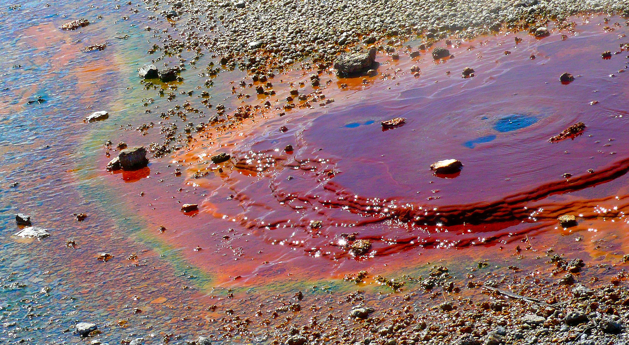 Iron salts and bacteria (Norris Geyser Basin)