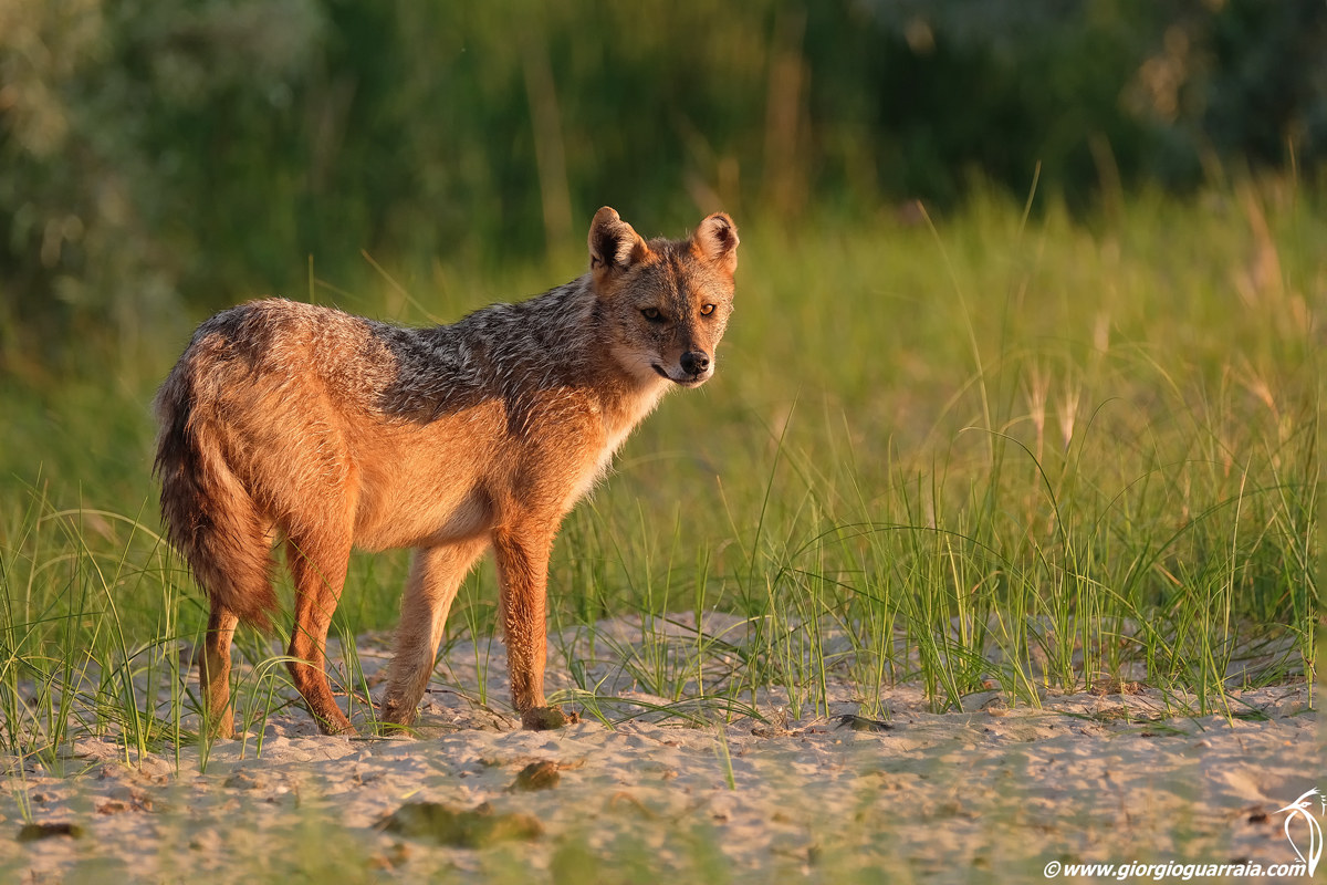 Golden jackal