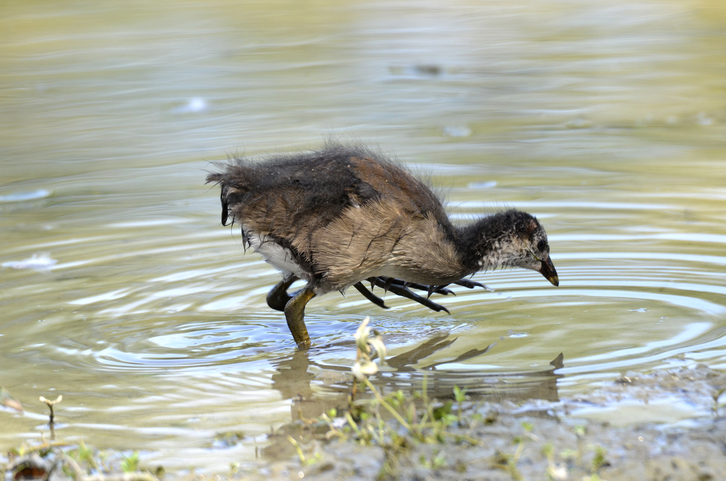 pulcino di gallinella d'acqua