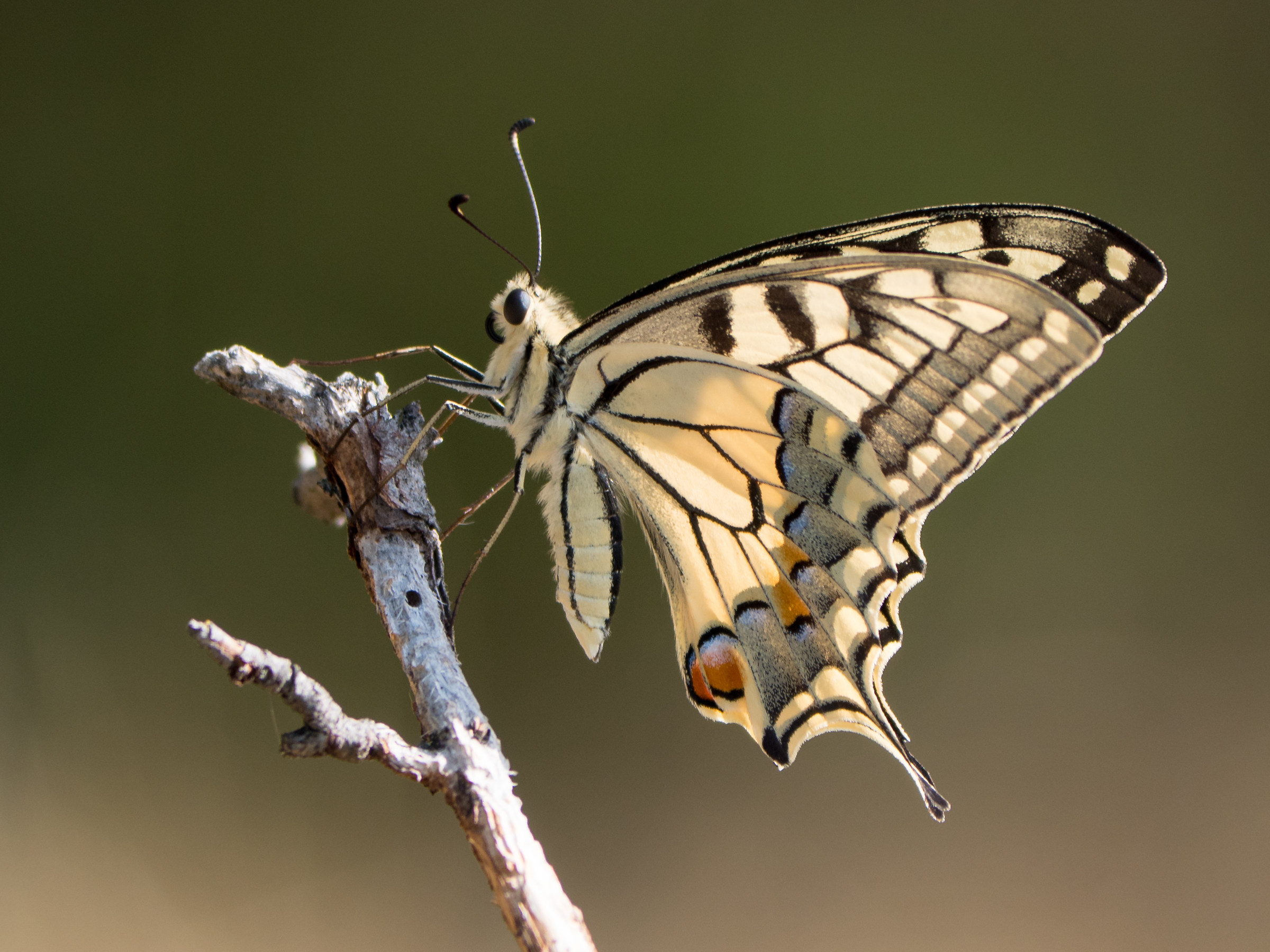 Papilio machaon