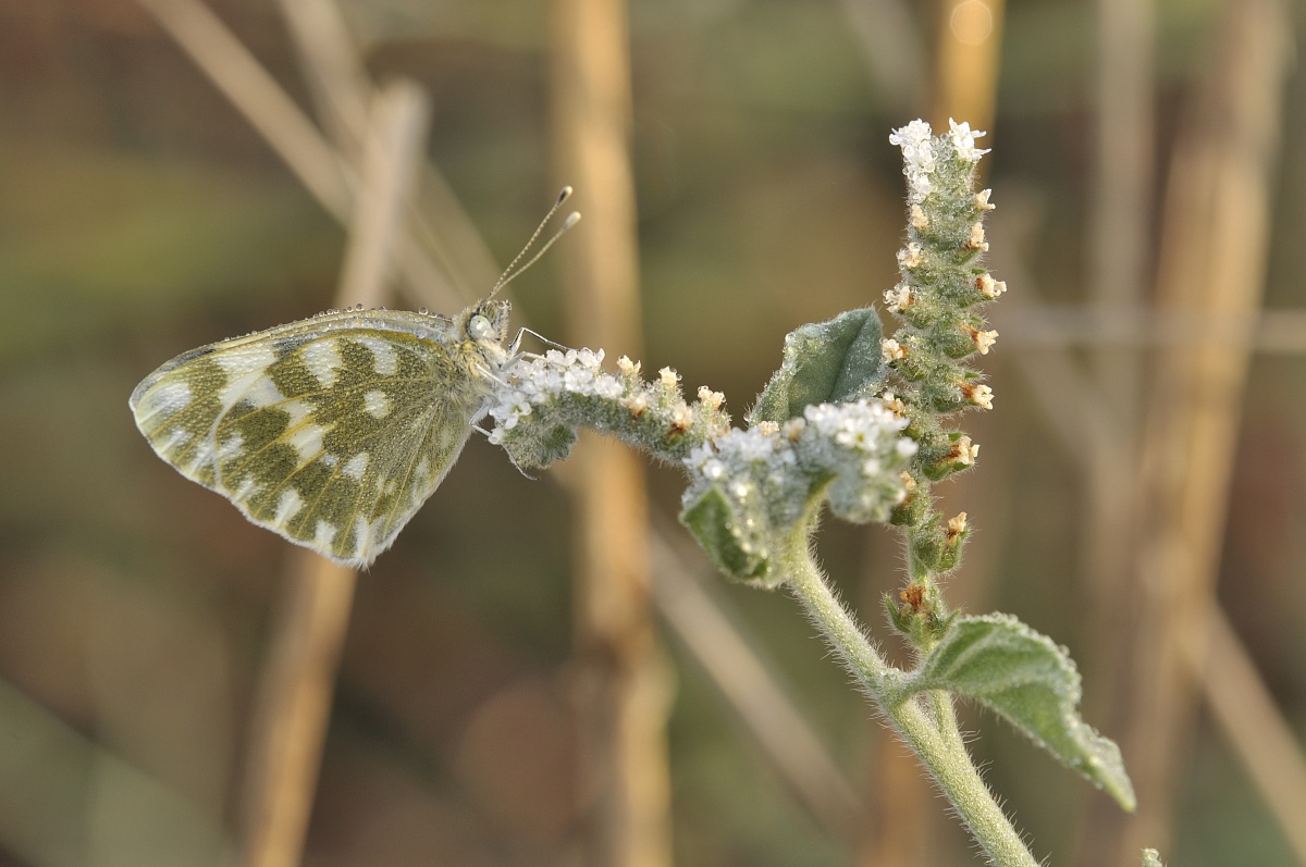 Pontia Edusa (Fabricius, 1777)