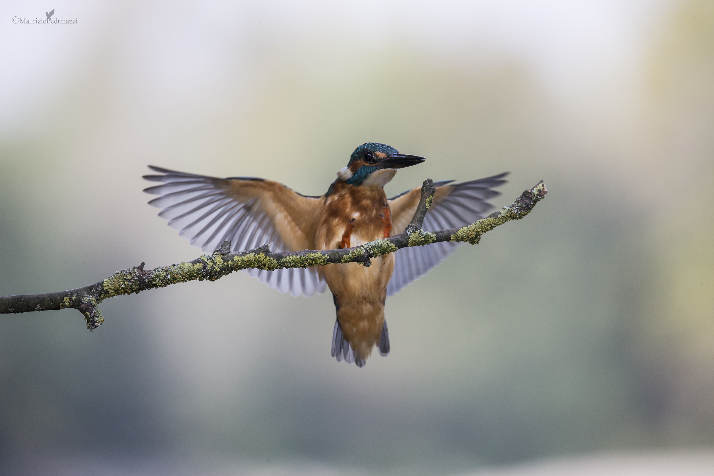 Alcedo Atthis